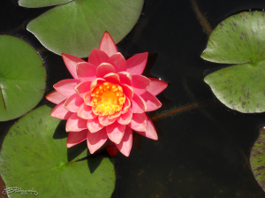 Water Lily in  my Pond